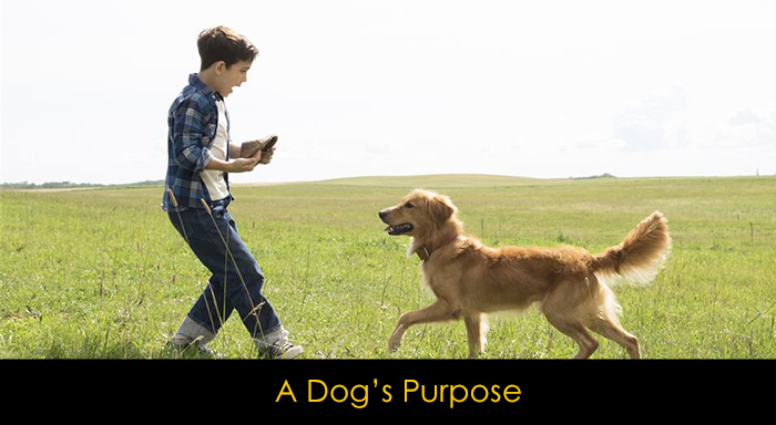 En İyi Köpek Filmleri - A Dog's Purpose